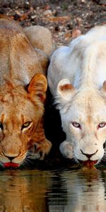 Animaux,Lions