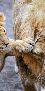 Animaux,Lions