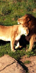 Animaux,Lions