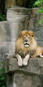 Animals,Lions