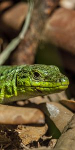 Lézard,Feuillage,Animaux,Reptile