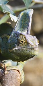 Lézard,Reptile,Caméléon,Animaux