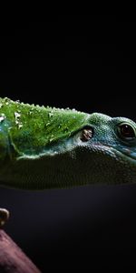 Lézard,Reptile,Sombre,Animaux