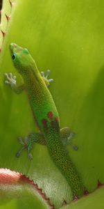 Lézard,Gecko,Reptile,Animaux