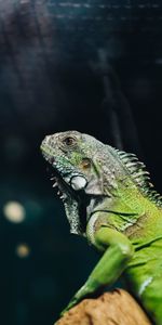 Animales,Lagarto,Reptil,Iguana,Lagartija