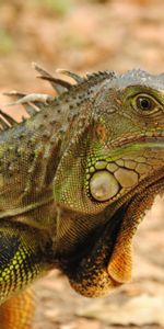 Lagarto,Iguana,Animales,Reptil,Lagartija