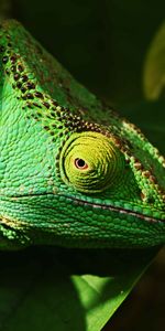 Animales,Lagarto,Reptil,Iguana,Lagartija,Ojo