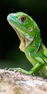 Lézard,Reptile,Écaille,Animaux,Balance,Profil