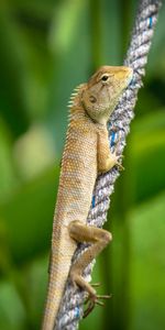 Animales,Lagarto,Reptil,Escama,Escamas,Lagartija