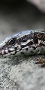 Lézards,Animaux