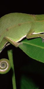 Animaux,Lézards