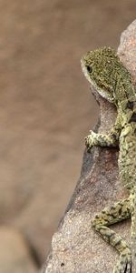 Lézards,Animaux