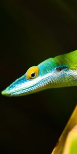 Lézards,Animaux