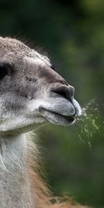 Animals,Llama,Nature,Lama,Background