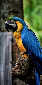 Animals,Macaw,Beak,Parrots,Bird,Color