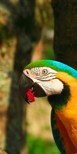 Animales,Pico,Pájaro,Guacamayo,Loros