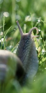 Animals,Macro,Antennae,Tendrils,Snail