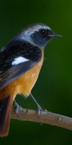 Plumage,Macro,Branche,Fond Vert,Animaux,Oiseau