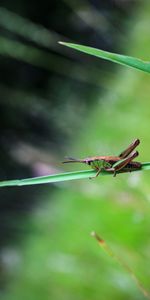 Animals,Macro,Blur,Insect,Grasshopper