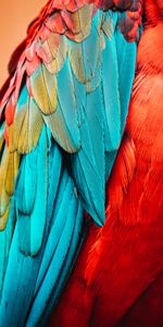 Animals,Macro,Feather,Bird,Parrots