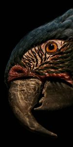 Animals,Macro,Head,Feather,Beak,Parrots