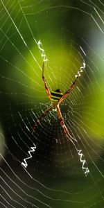 Animales,Web,Macro,Insecto,Araña