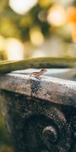 Lézard,Macro,Reptile,Animaux,Marron