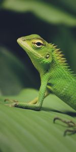 Animales,Macro,Lagarto,Lagartija Verde,Lagarto Verde,Reptil,Lagartija