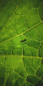 Animals,Macro,Sheet,Leaf,Insect,Ant,Veins