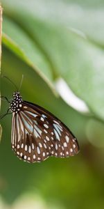 Animals,Macro,Sheet,Leaf,Insect,Fuzzy,Butterfly,Blurred