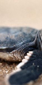 Animales,Macro,Sentarse,Pequeña,Carapacho,Cáscara,Pequeño,Tortuga