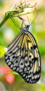 Animals,Macro,Wings,Butterfly,Pattern