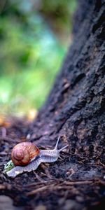 Animals,Macro,Wood,Tree,Snail,Shell