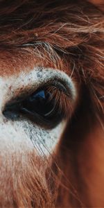 Animals,Mane,Eyelash,Eyelashes,Eye,Horse