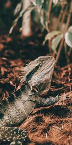 Animals,Mimicry,Reptile,Iguana