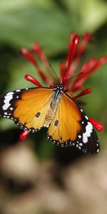 Animals,Monarch Butterfly,Butterfly Monarch,Wings,Flower,Butterfly,Pattern