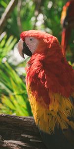 Animales,Abigarrado,Pájaro,Guacamayo,Loros,Multicolor