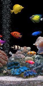 Animals,Motley,Multicolored,Coral,Underwater World,Fishes