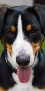 Animals,Mountain,Dog,Bernese Mountain Dog,Berne Zennenhund,Muzzle