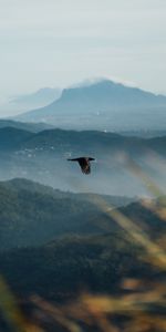 Animals,Mountains,Bird,Flight,Wildlife,Raven