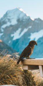 Animals,Mountains,Bird,Kea,Parrots