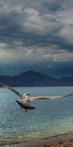 Animales,Montañas,Orilla,Banco,Pájaro,Depredador,Vuelo,Ola,Barrer,Mar,Alas