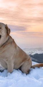 Montagnes,Animaux,Neige,Labrador,Chien