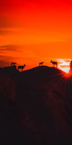 Animales,Naturaleza,Montañas,Oscuro,Puesta Del Sol,Siluetas