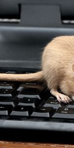 Animals,Mouse,Rodent,Climb,Rat,Keyboard