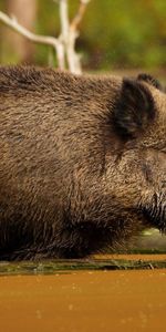 Animals,Mud,Dirt,Large,Big,Boar