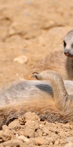 Animaux,Suricates,Boue,Saleté,Sable