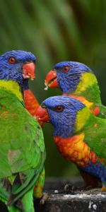 Animals,Multicolor Lorikeet,Multi Colored Loriket,Birds,Parrots