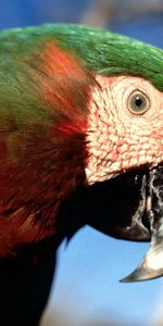 Animals,Multicolored,Motley,Color,Parrots,Beak