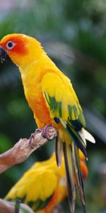 Animals,Multicolored,Motley,Feather,Bird,Wings,Parrots